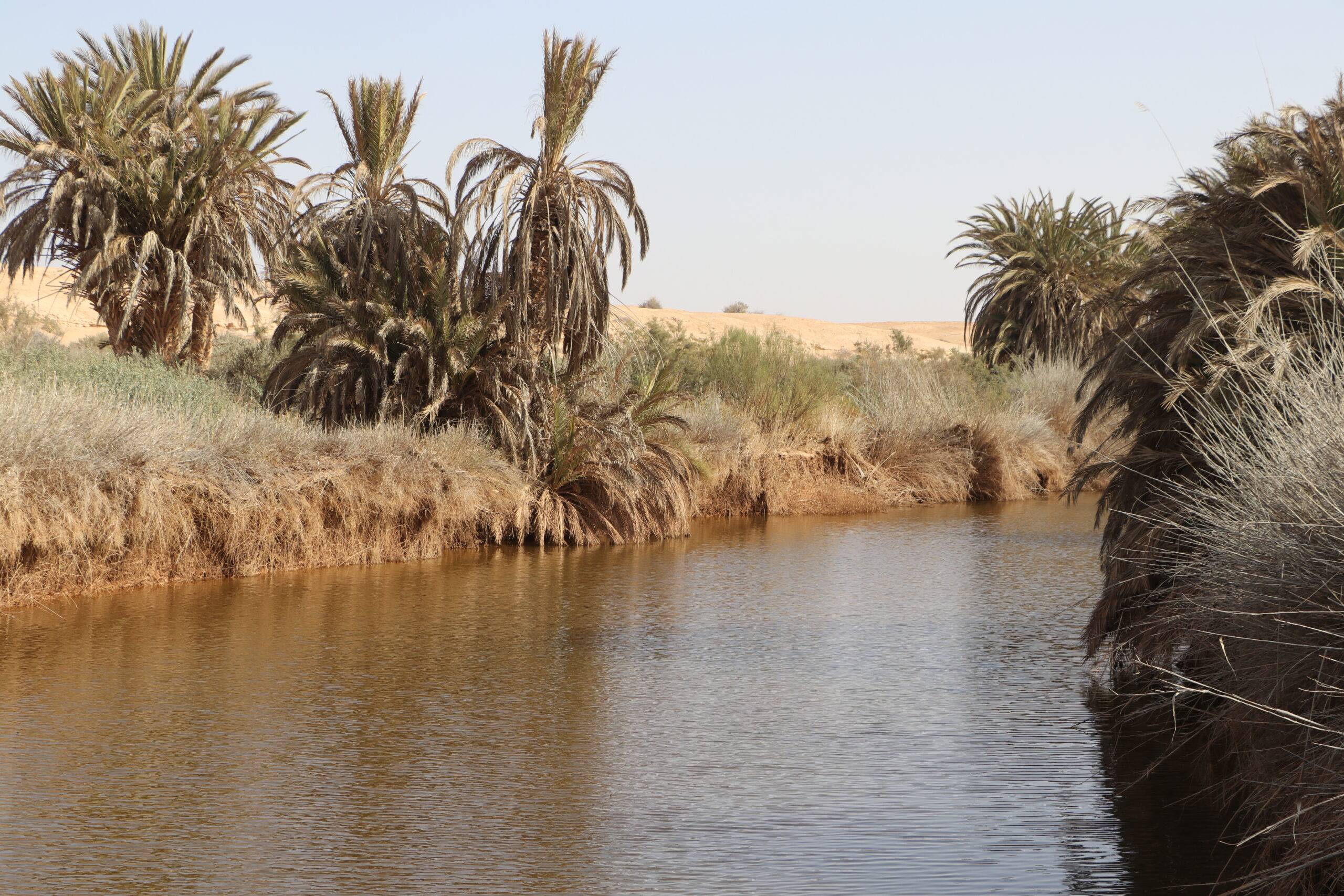 Oasis De Tighmert Guelmim Maroc Voyageavecnous