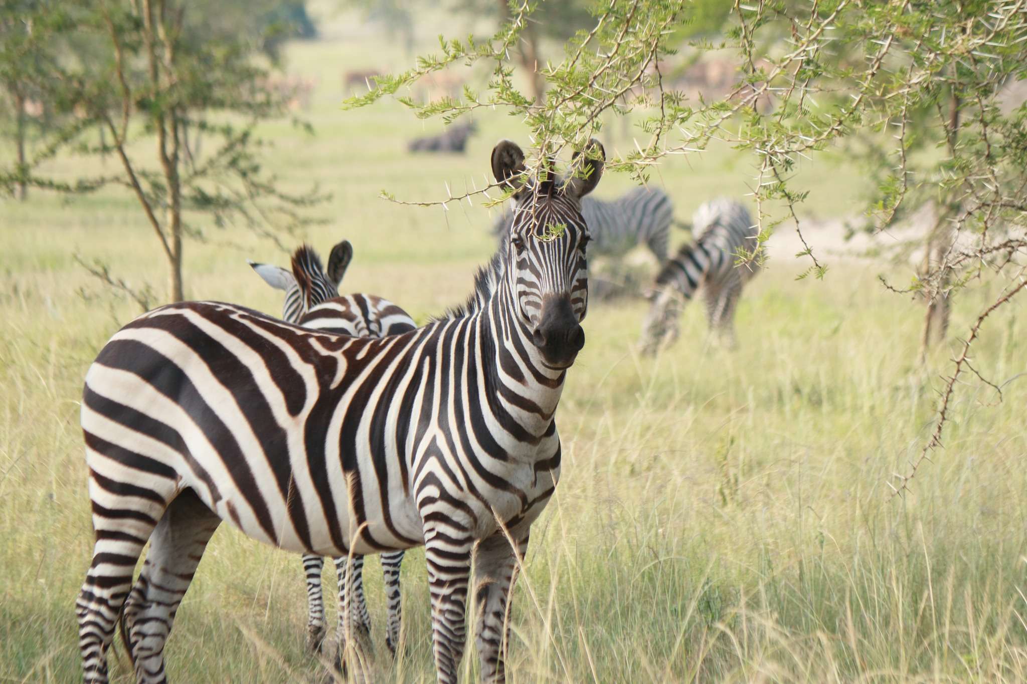 Equus quagga boehmi - Grant's Zebra - Zèbre de Grant - voyageavecnous.com
