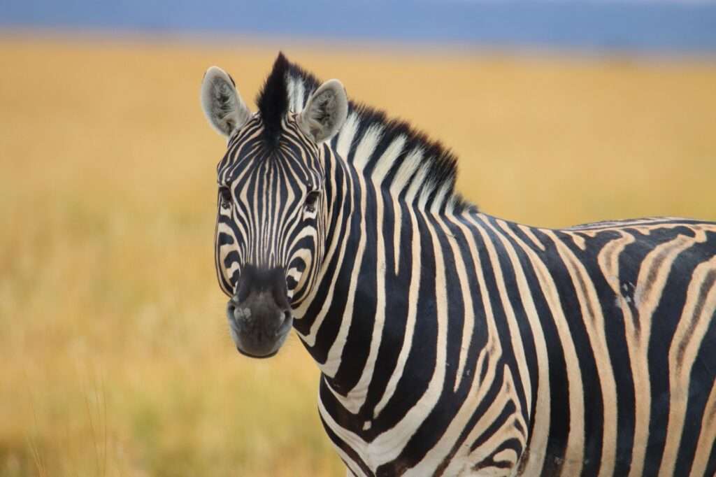 WhatsApp Image 2025-11-06 at 07.52.24 (1)