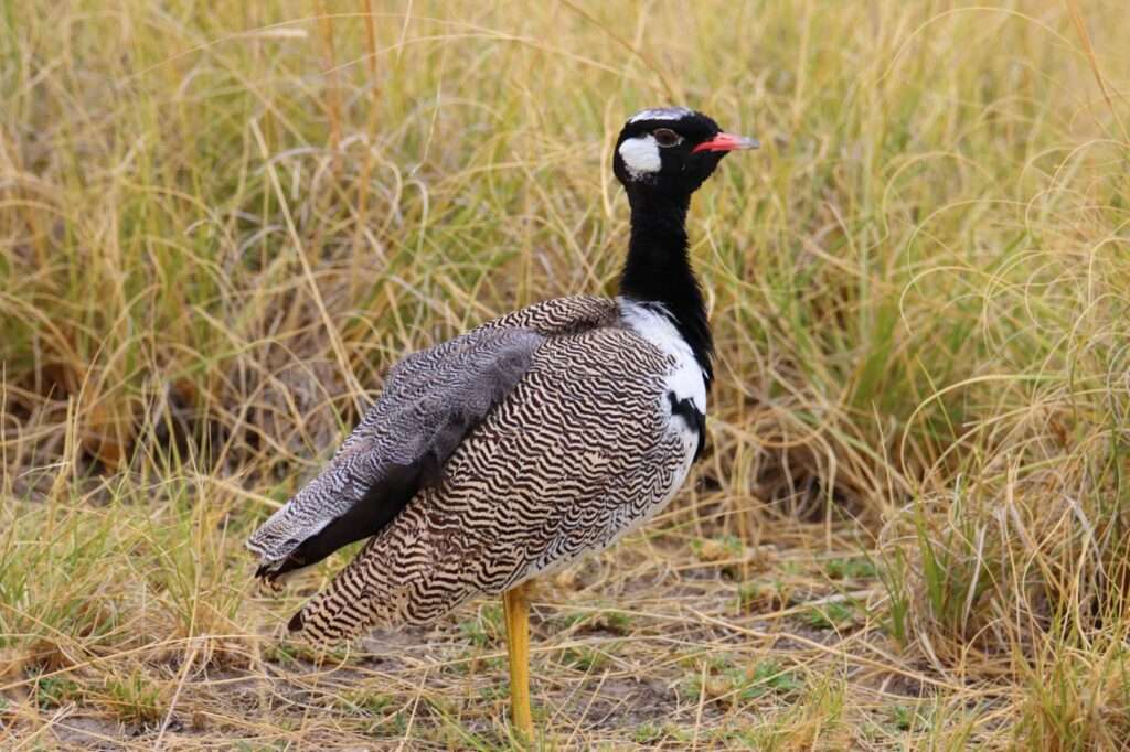 WhatsApp Image 2025-11-06 at 06.42.17 (1)