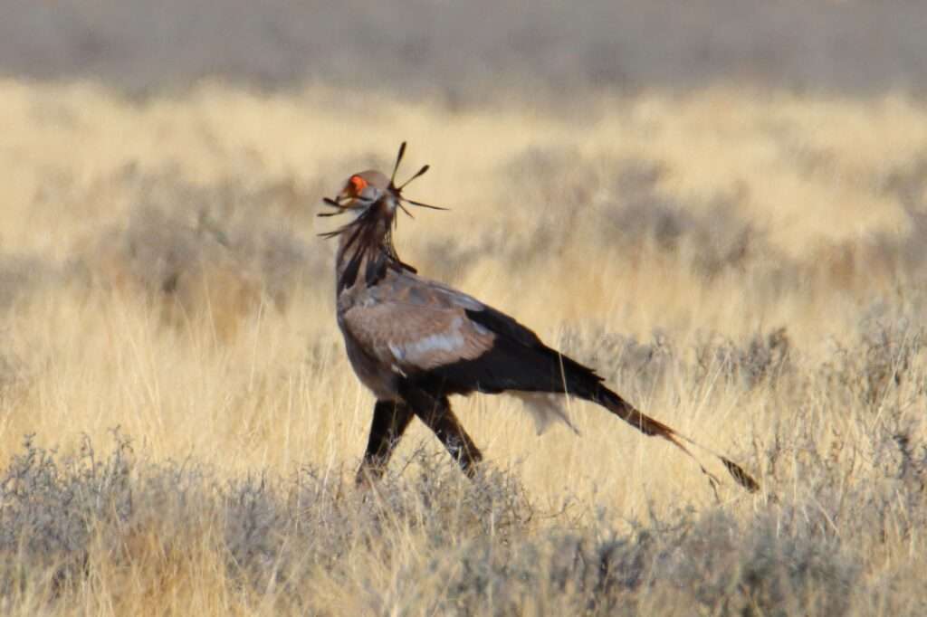 20251117 safari ouest okakuejo (53) secrétaire