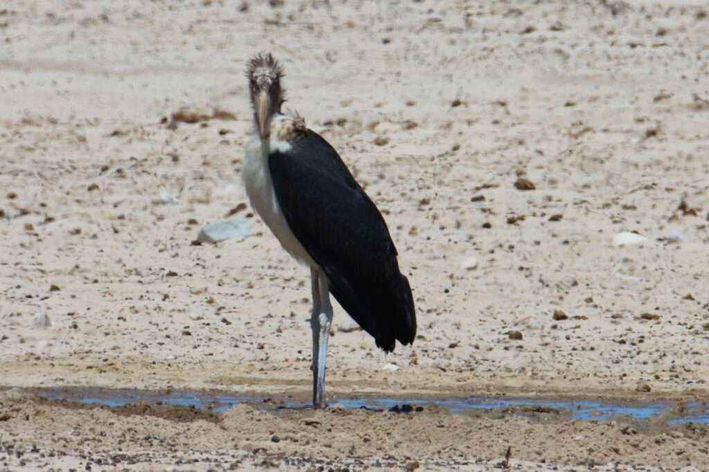 20251116 SELF DRIVE DOLOMITES A OKAUKUEJO (64) MARABOUT