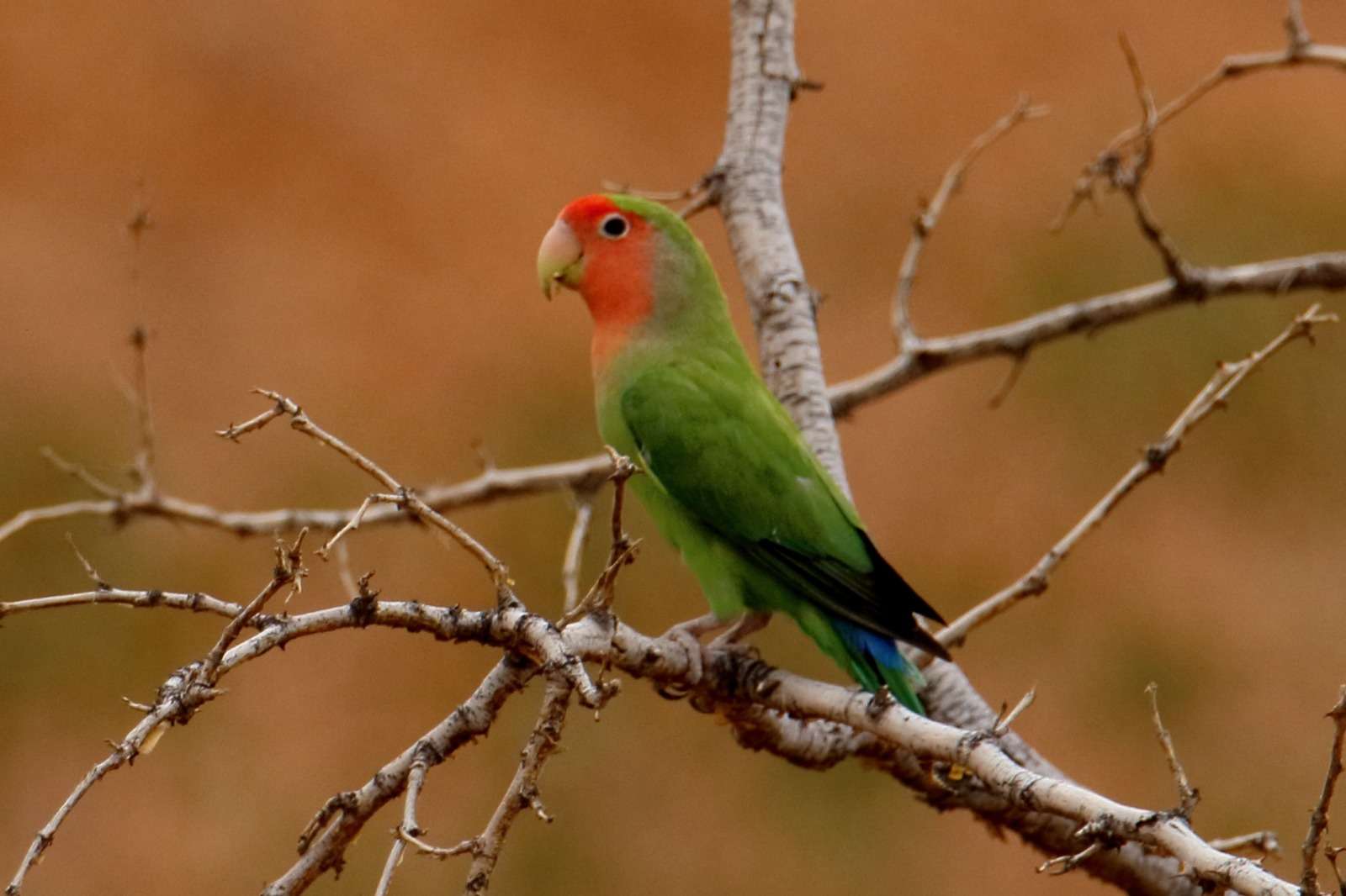 Inséparable à face rose Agapornis roseicollis - voyageavecnous.com
