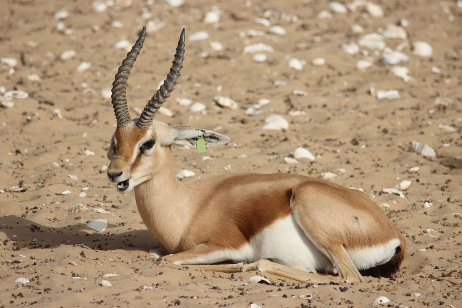 Gazelle Dorcas du Sahel Gazella dorcas osiris (ou neglecta ...