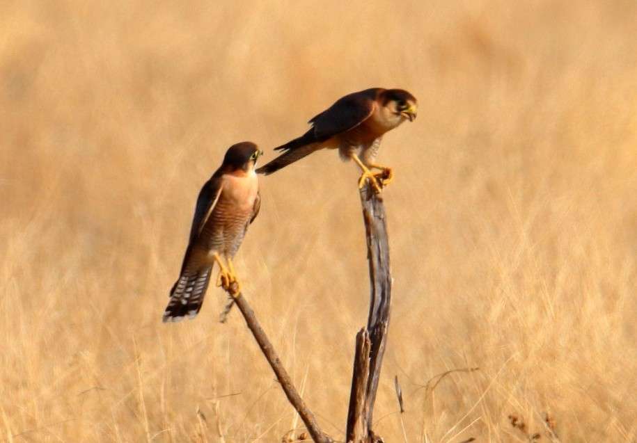 20251117 safari ouest okakuejo (19) faucon