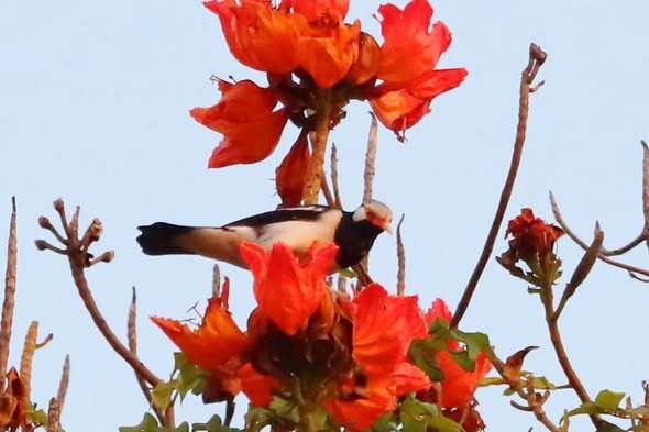 623311367_1433338895163765_3612647664613573037_n