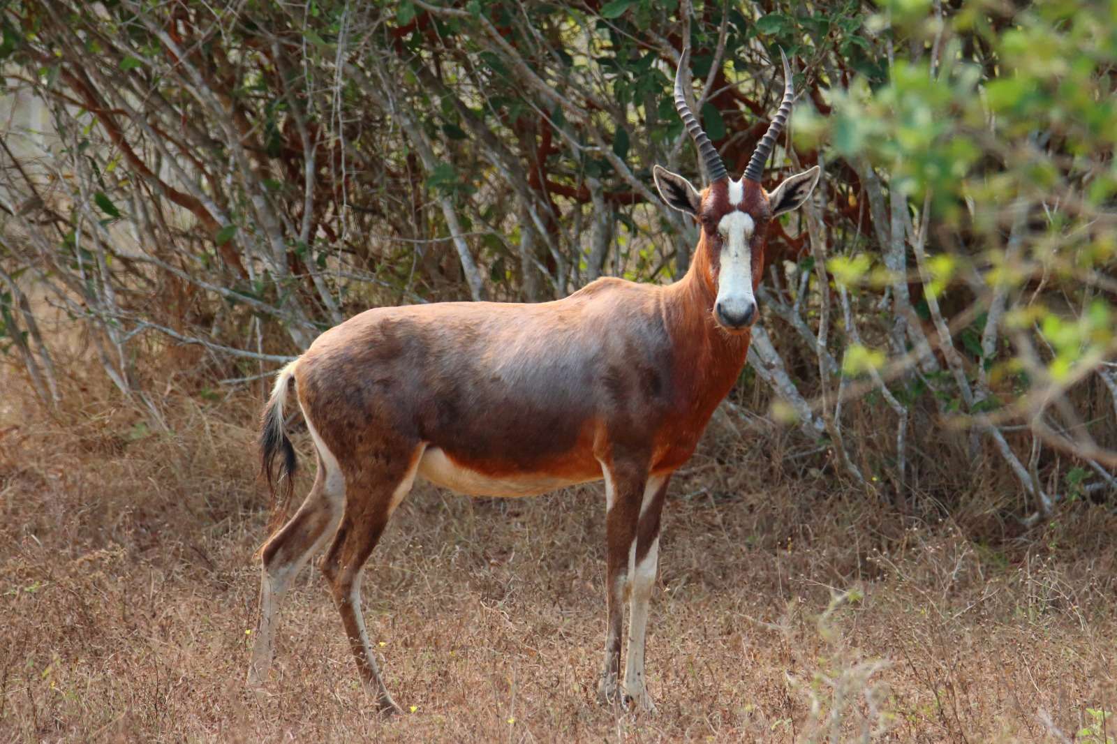 Damalisque à front blanc Blesbok Damaliscus pygargus phillipsi — free download