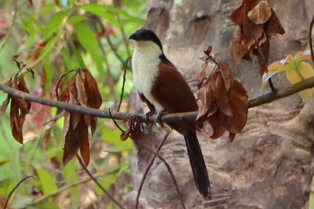 20240614-KINDIA-BASSE-GUINEE-HOTEL-BZ-3-coucal-du-senegal-612x408