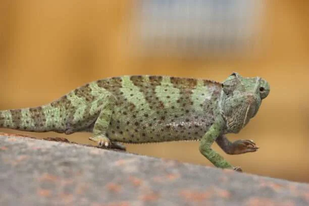 20240628-OURE-BAKA-GUINEE-FORESTIERE-8-cameleon-commun-612x408