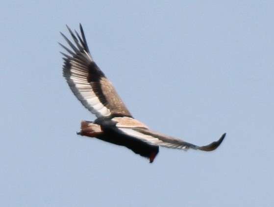 20120816 TARANGIRE PARK AIGLE BATELEUR TANZANIE