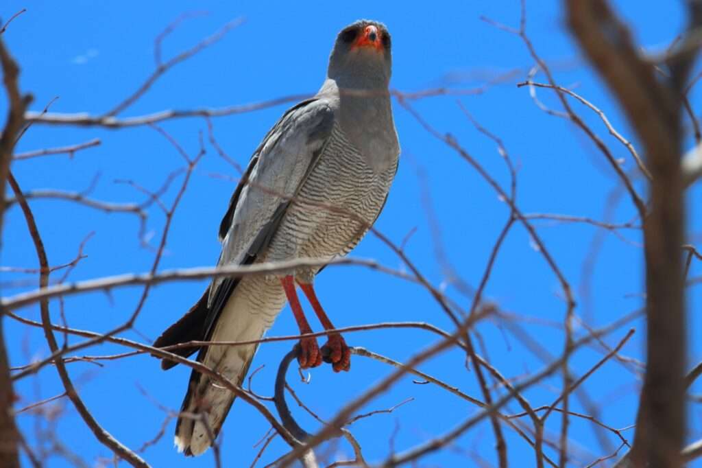 20251117 safari est okaukuejo (11) autour