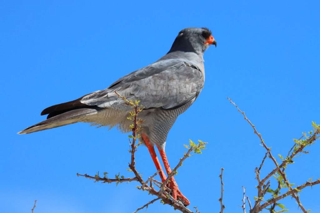 20251119 de halali a nautoni (65) autour