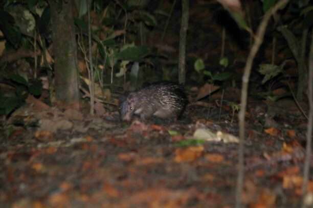 20240717-CAMPEMENT-DU-PARC-NATIONAL-DU-TAI-MONTAGNES-COTE-DIVOIRE-10-PORC-2PIC-ATHERURE-1-612x408