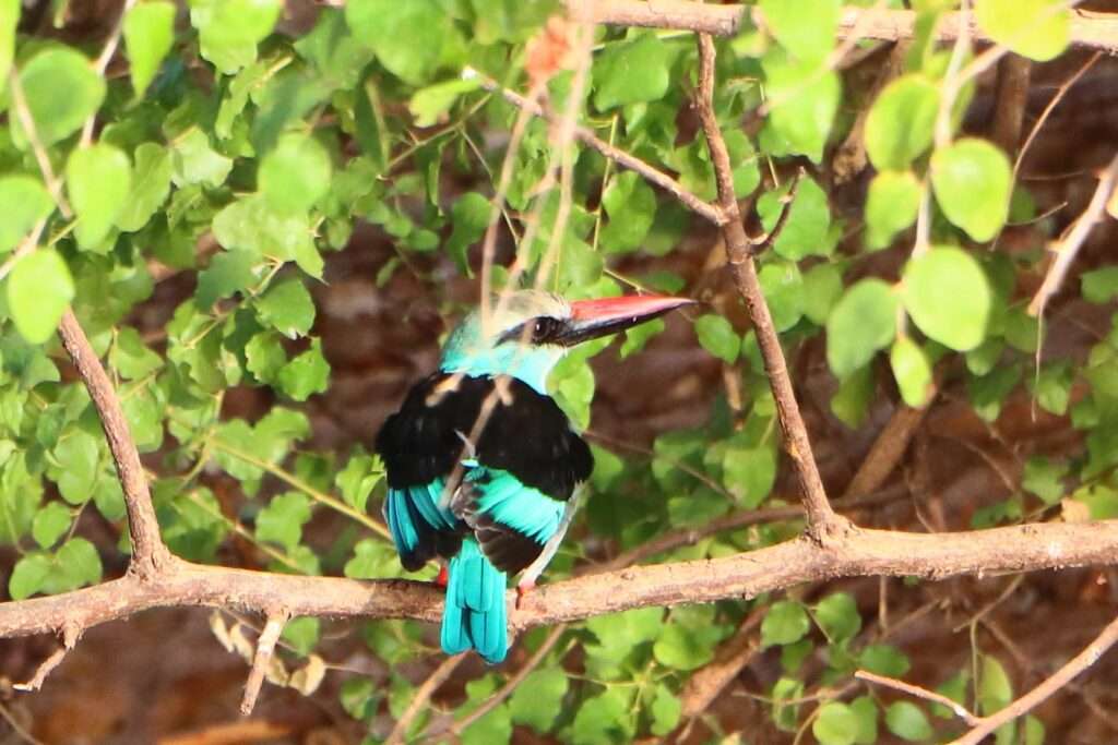 a poitrine bleue de Sénégambie - Niokolo