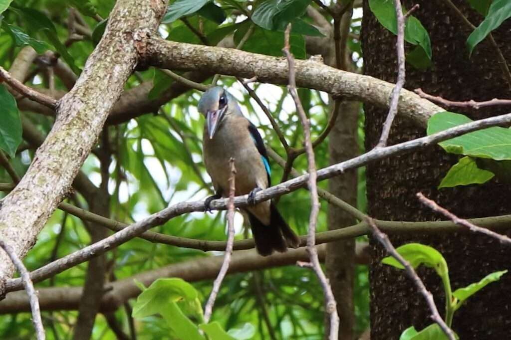 immature a poitrine bleue Yaounde (3)