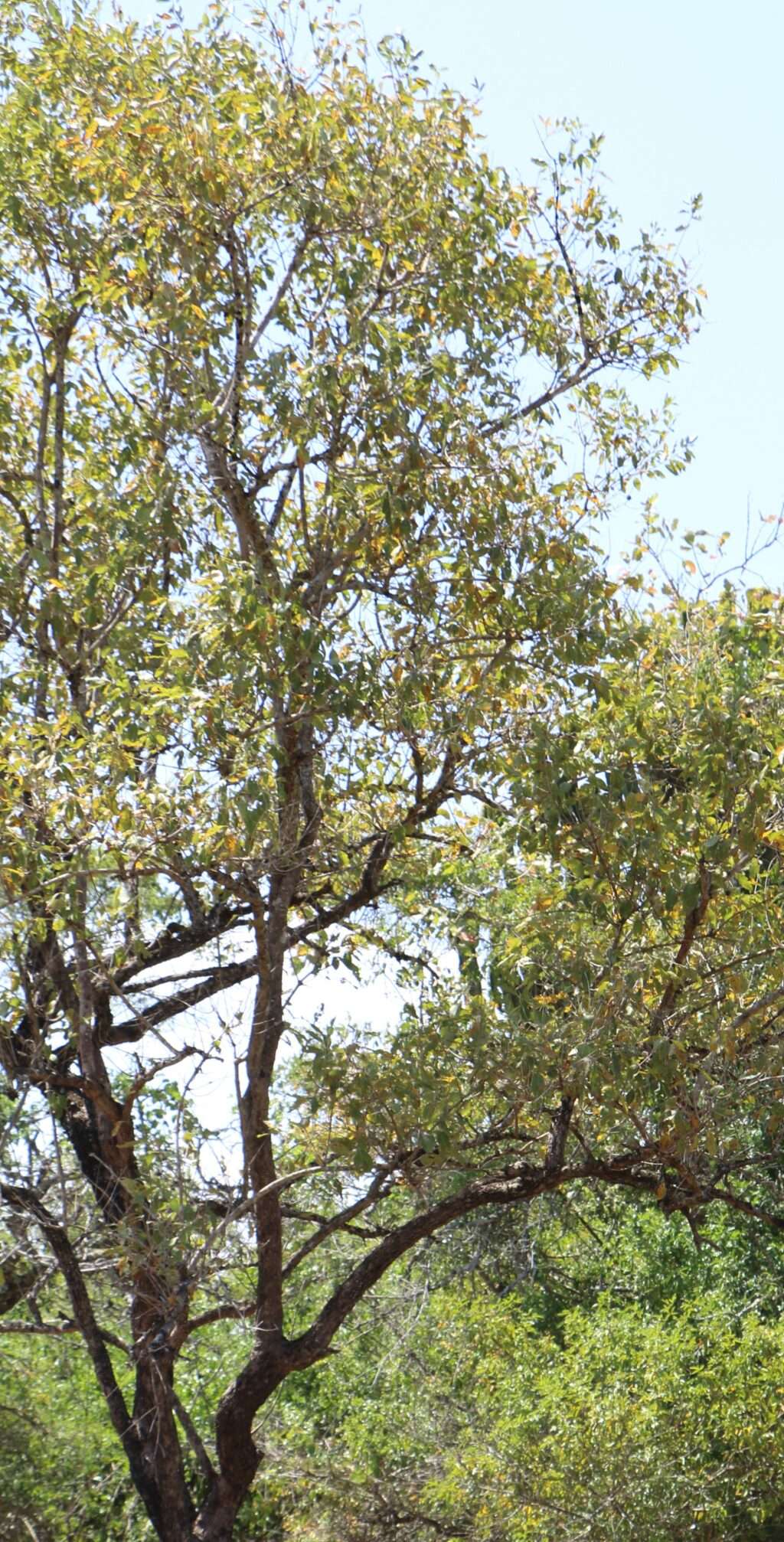 acacia