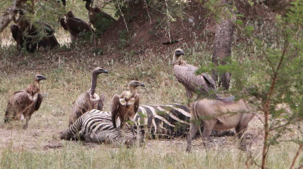 20161230-GAME-DRIVE-VAUTOUR-AFRICAIN-LAC-MBURO-OUGANDA-35-1024x572