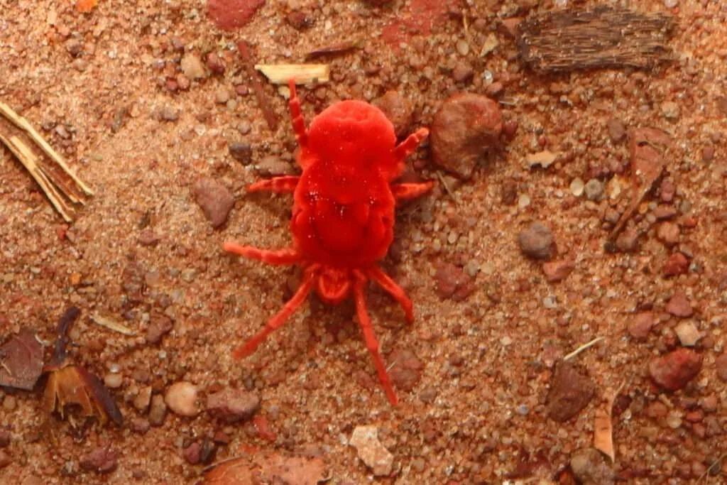 20240517-DINDEFELO-KEDOUGOU-SENEGAL-42-la-cascade-trombidion-soyeux-ou-acarien-rouge-1024x683