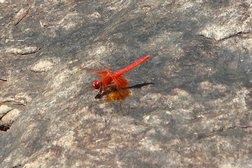20240523-PITA-FOUTA-DJALON-GUINEE-43-LES-CHUTES-DE-KINKON-libellule-trithemis-kirbyi