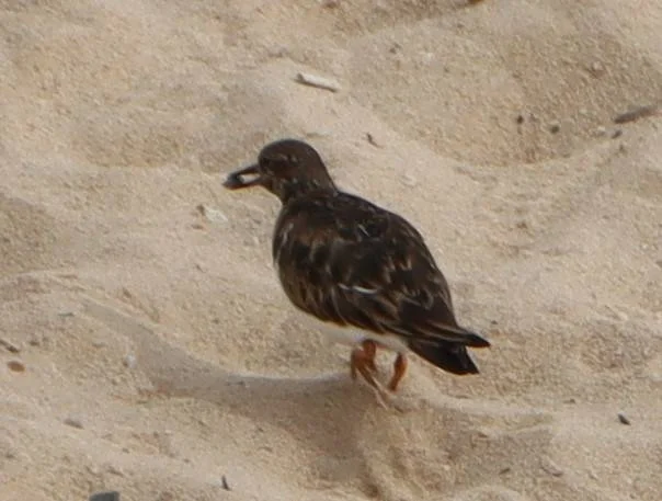 20240116-CORNICHE-CAFE-RESTAURANT-TERASSA-DAKHLA-MAROC-18