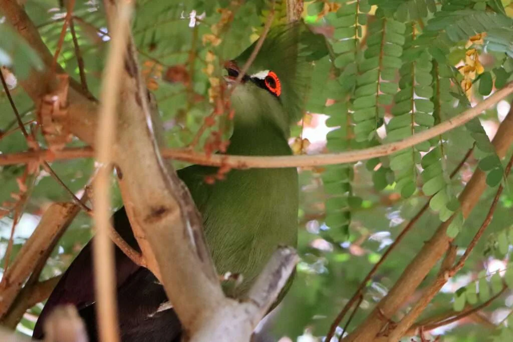 20240320-PARC-EXOTIQUE-DE-NGARING-NGAPAROU-PETITE-COTE-SENEGAL-35-TOURACO-VERT-1024x683
