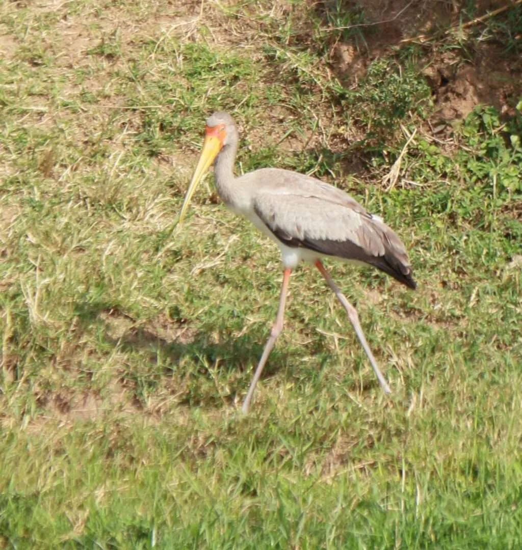 20161225-KAZINGA-CHANEL-tantale-ibis-QUEENS-ELISABETH-PARK-OUGANDA-67-1024x1080