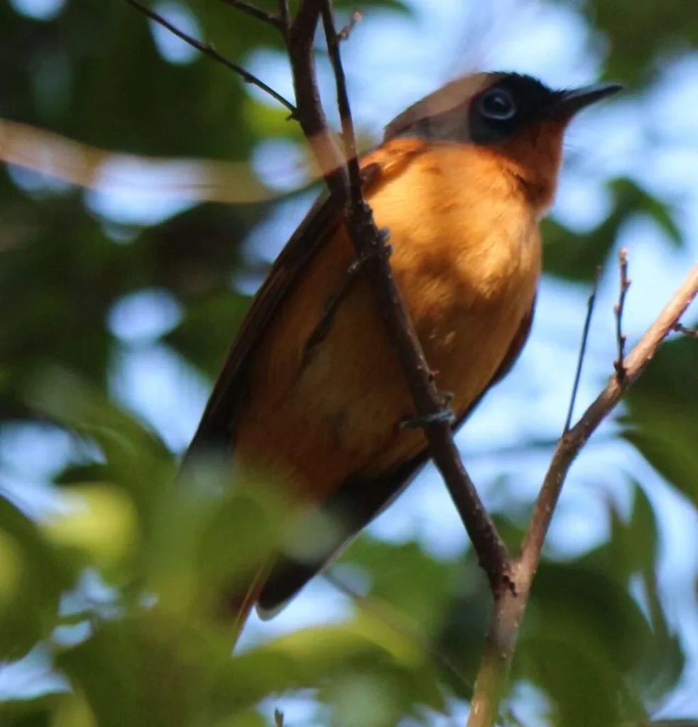 20170718-CIRCUIT-COQUERELI-TCHITREC-MALGACHE-PARC-NATIONAL-ANKARAFANTSIKA-MADAGASCAR-25-1024x1067-1