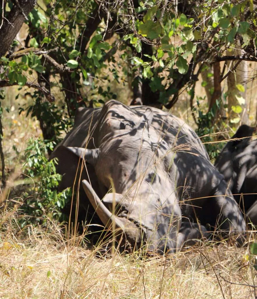 20161219-ZIWA-SANCTUARY-RHINOCEROS-BLANC-MASINDI-OUGANDA-10-882x1024