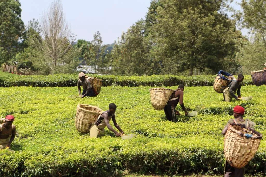 20161223-LA-TRAVERSEE-DE-LOUGANDA-PROFOND-OUGANDA-18-1024x683