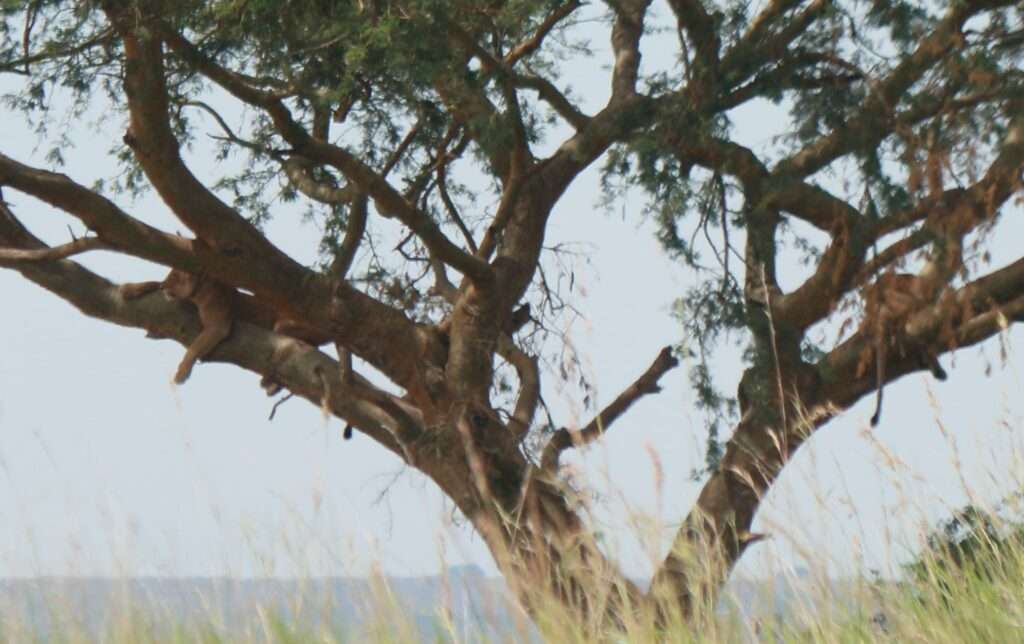 20161226 GAME DRIVE ISHAHA QUEEN'S ELISABETH PARK OUGANDA (15)