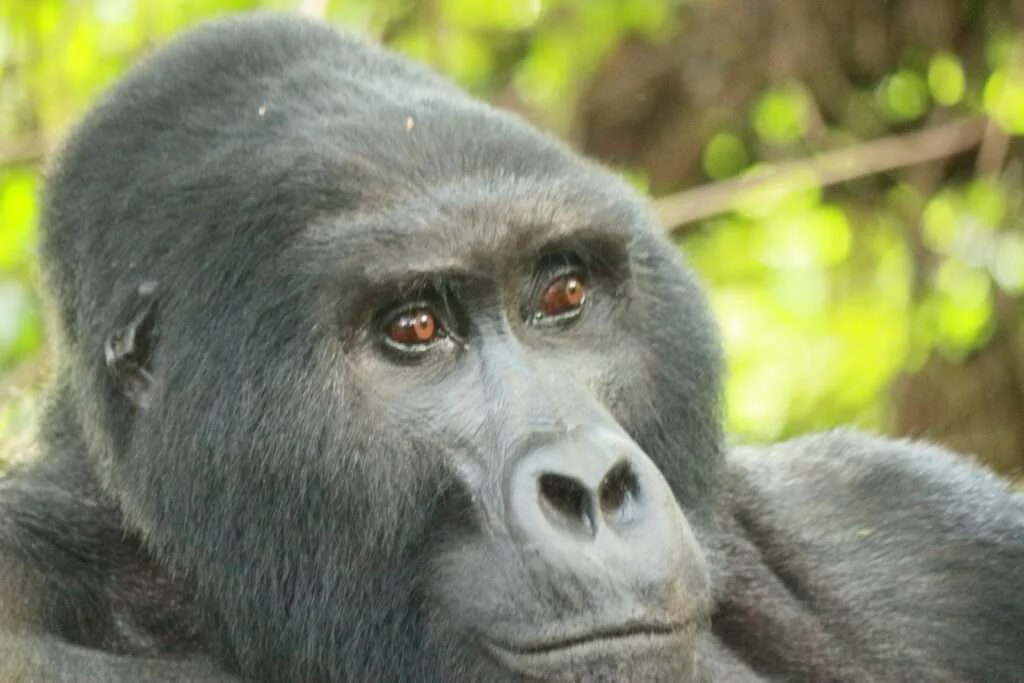 20161228-GORILLA-TREKKING-GORILLE-DES-MONTAGNES-MONTAGNES-DU-RUHIJA-OUGANDA-61-1024x683