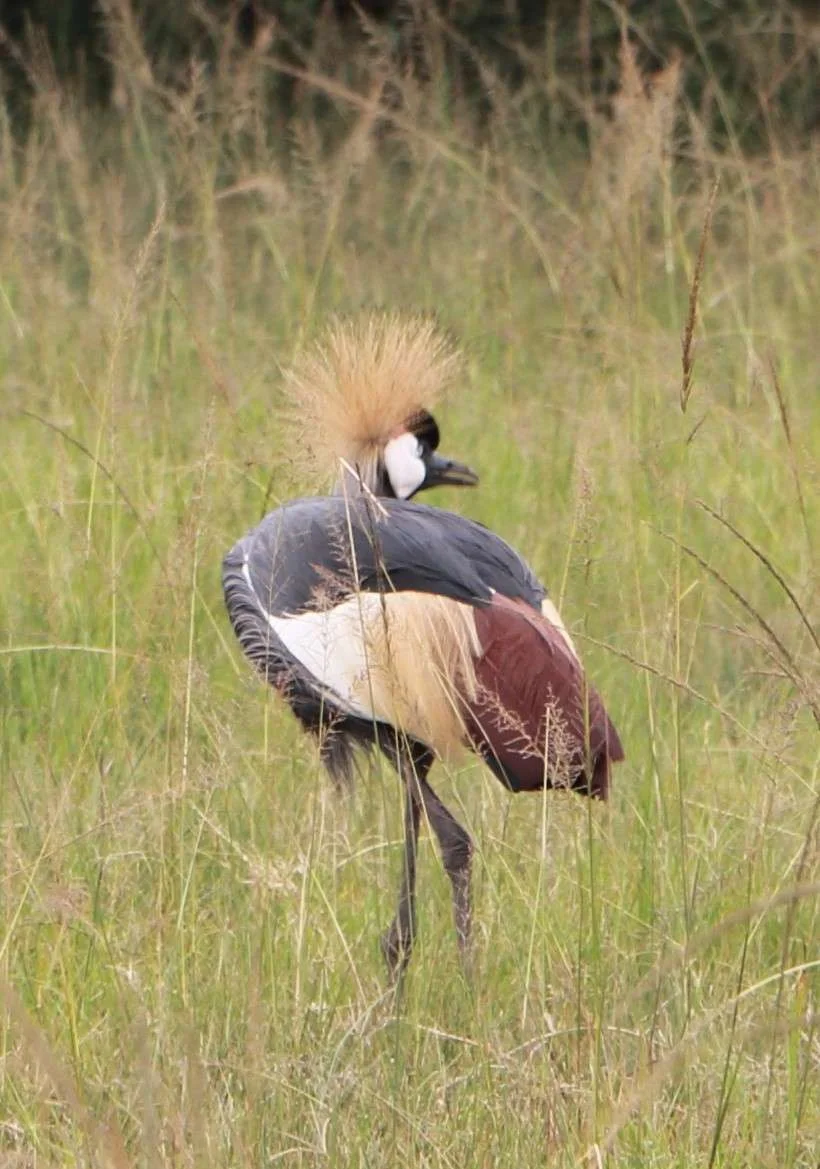 20161230-GAME-DRIVE-GRUE-ROYALE-LAC-MBURO-OUGANDA-37-GRUE-ROYAKE