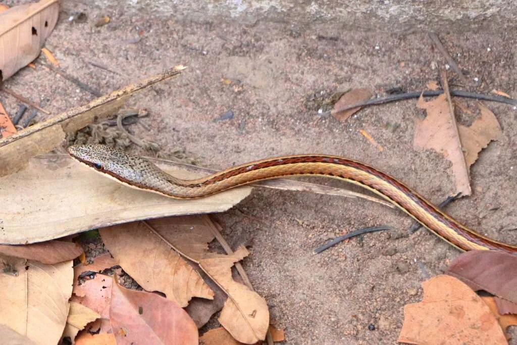 20240504-SNAKE-FARM-KARTONG-GAMBIE-15-serpent-psammophis-1024x683