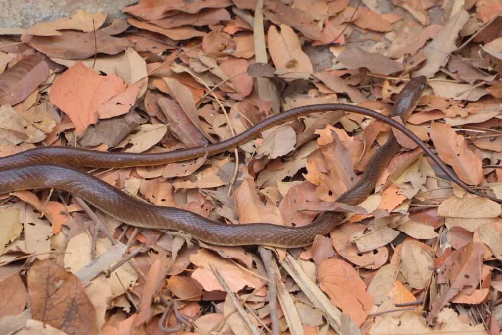 20240504-SNAKE-FARM-KARTONG-GAMBIE-21-psammophis-schokari-1024x683