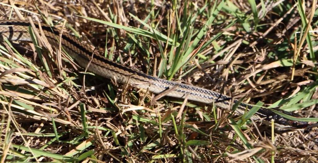 20170720-CIRCUIT-LAC-SACRE-serpent-mimophis-mahfalensis-MAJUNGA-MADAGASCAR-19-1024x526
