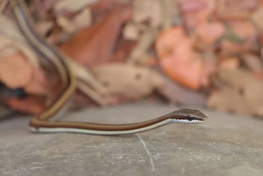 20240504-SNAKE-FARM-KARTONG-GAMBIE-22-psammopjis-elegans-1024x683