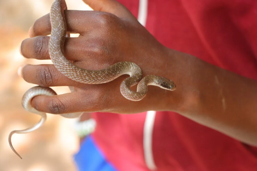 20240504-SNAKE-FARM-KARTONG-GAMBIE-5-serpent-crotaphopeltis-1024x683