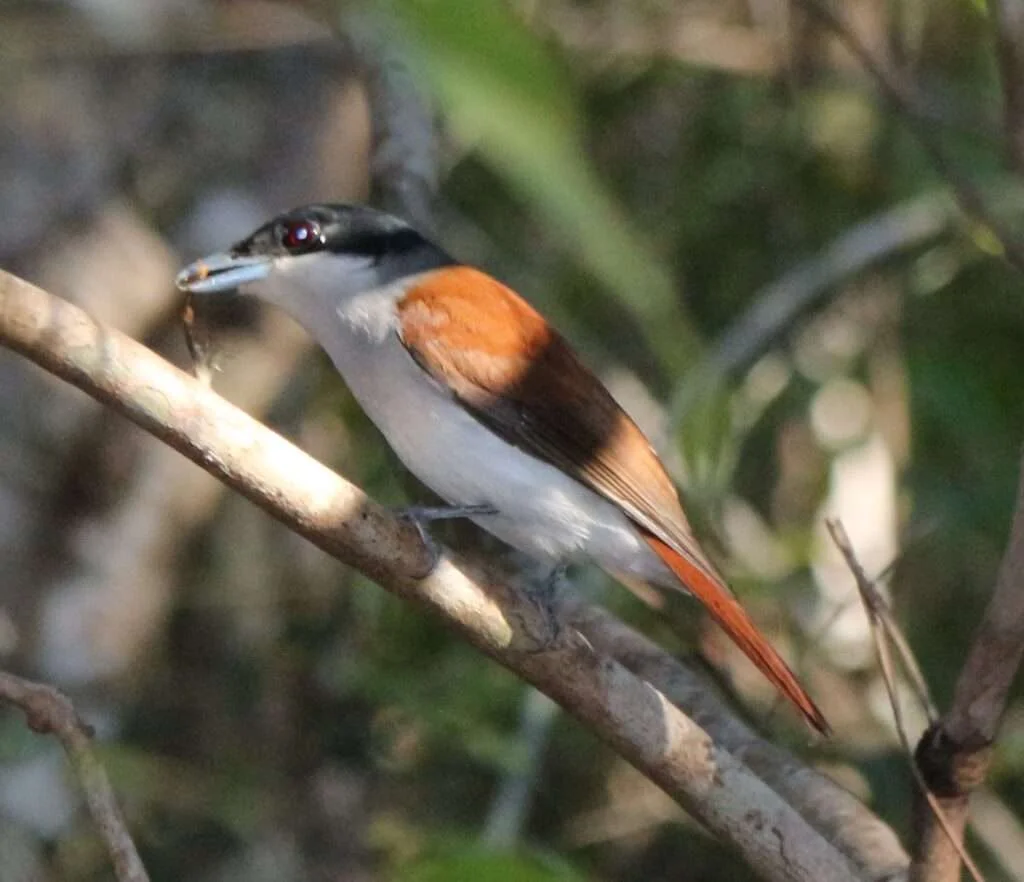20170718-CIRCUIT-COQUERELI-SCHETBE-ROUX-PARC-NATIONAL-ANKARAFANTSIKA-MADAGASCAR-17-1024x882