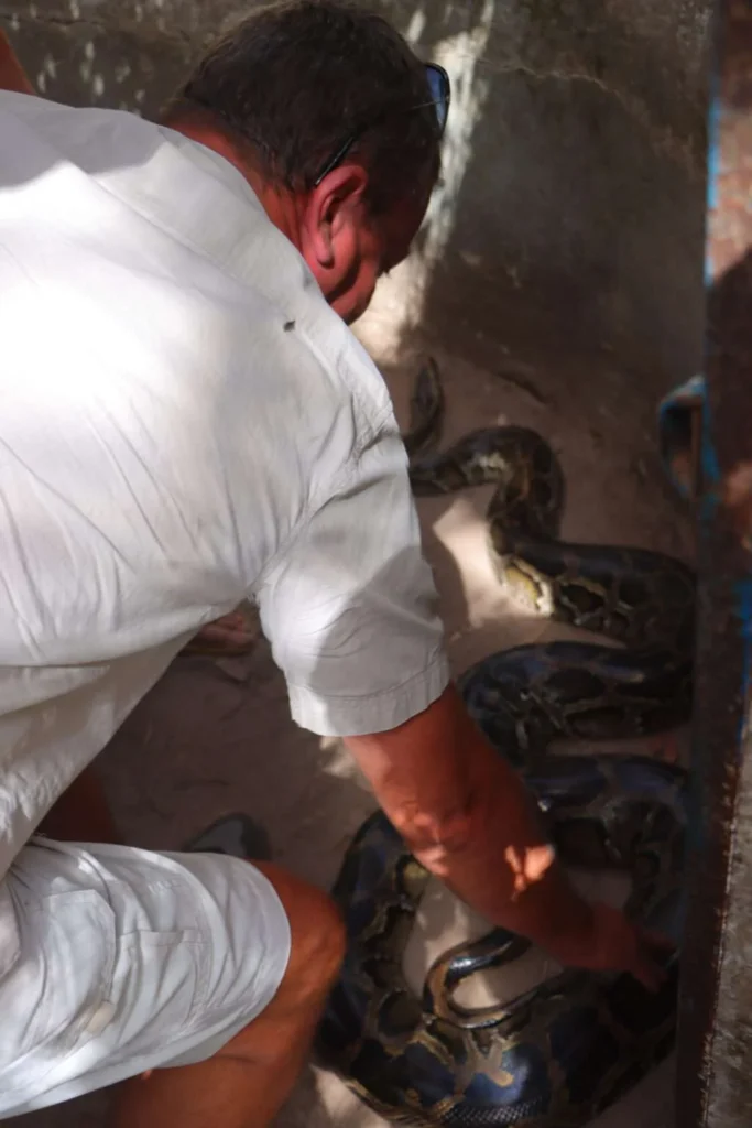 20240504-SNAKE-FARM-KARTONG-GAMBIE-13-python-de-seba-1024x1536