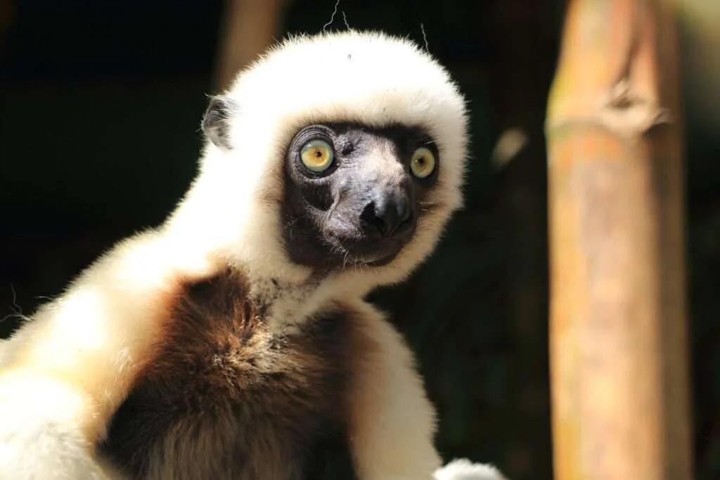 20170731-LEMURIALAND-NOSY-BE-MADAGASCAR-61-1024x683
