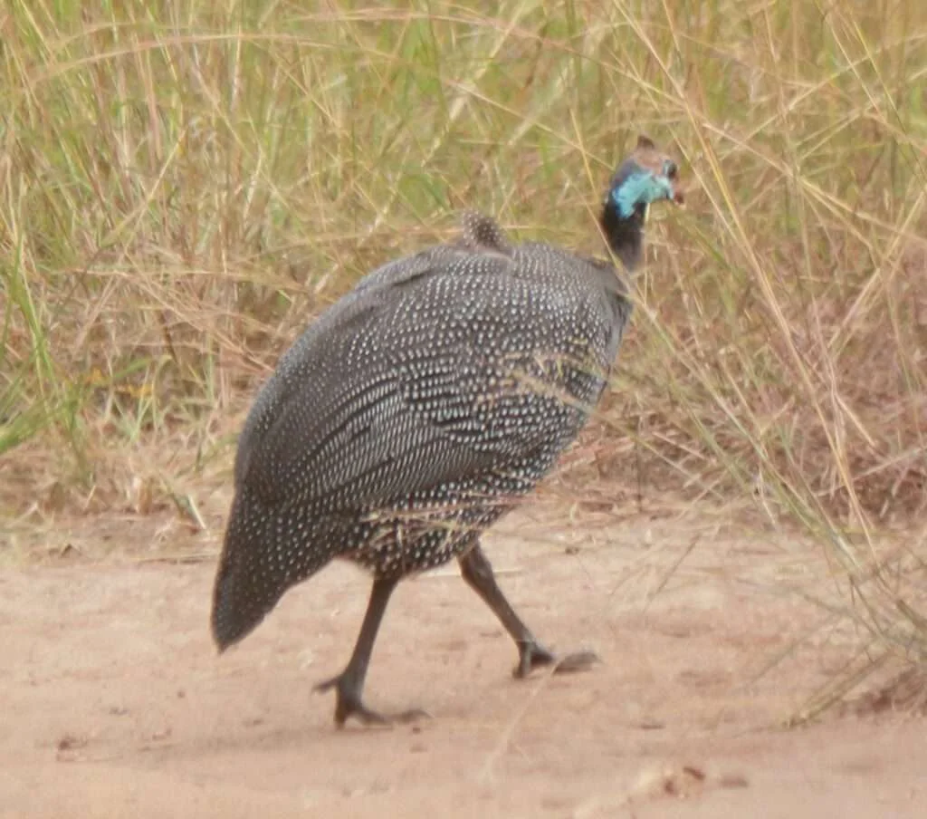 20161227-ISHAHA-pintade-de-numidie-QUEENS-ELISABETH-PARK-OUGANDA-37-1024x904