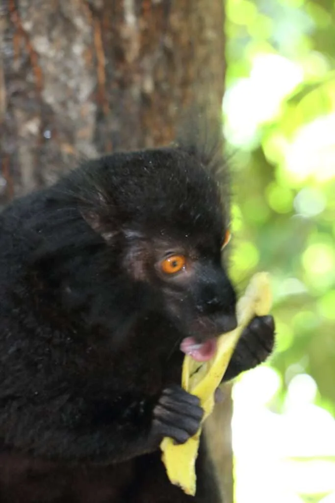 20170725-NOSY-KOMBA-LEMURIEN-MAKI-MACACO-MADAGASCAR-34-683x1024