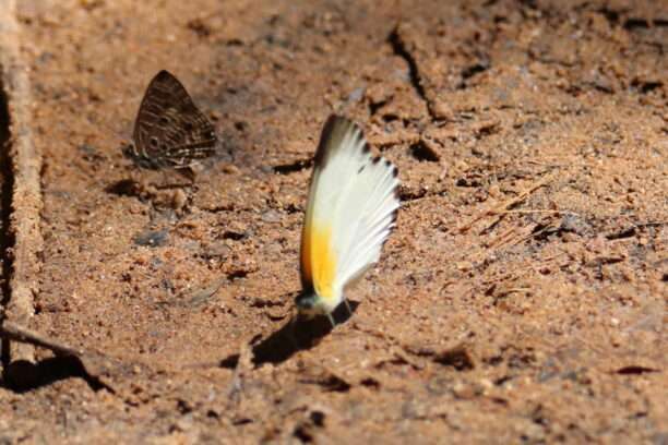 20241019-SANCTUAIRE-DES-PAPILLONS-DE-BOBIRI-KUBEASE-KUMASI-GHANA-28-Poppea-a-bordure-pointillee--612x408