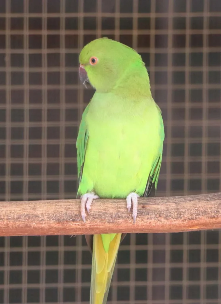 20240320-PARC-EXOTIQUE-DE-NGARING-NGAPAROU-PETITE-COTE-SENEGAL-54-PERRUCHE-A-COLLIER-VERT-1024x1406