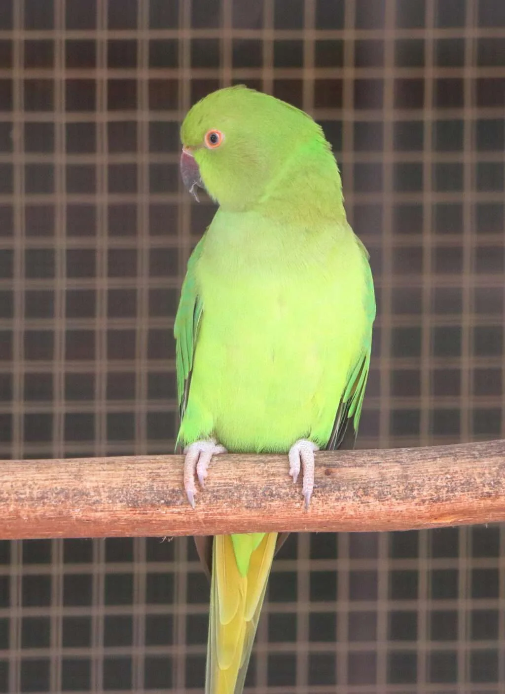 20240320-PARC-EXOTIQUE-DE-NGARING-NGAPAROU-PETITE-COTE-SENEGAL-54-PERRUCHE-A-COLLIER-VERT-1024x1406