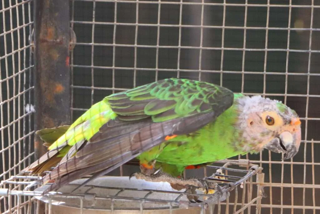 20240320-PARC-EXOTIQUE-DE-NGARING-NGAPAROU-PETITE-COTE-SENEGAL-49-PERROQUET-JARDINE-1024x683