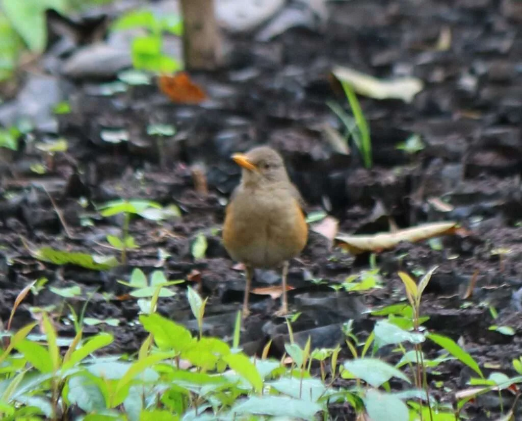 20161224-BIGODI-SWAMP-WALK-KIBALE-FOREST-OUGANDA-4-MERLE-ABYSSINIEN-1024x825