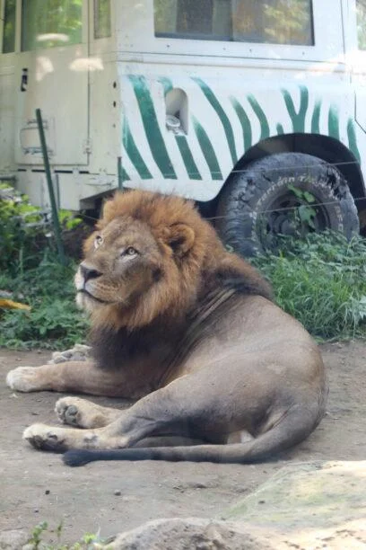 20180826-SAFARI-A-KETEWEL-BALI-162-408x612