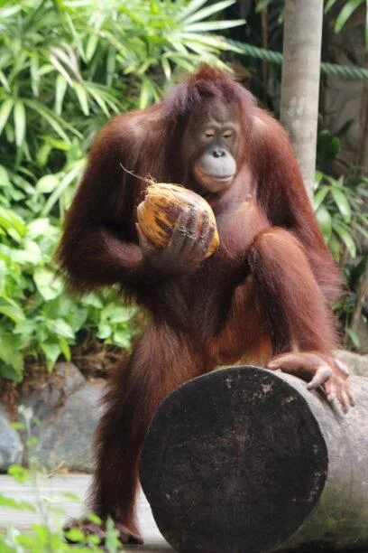 20180826-SAFARI-A-KETEWEL-BALI-20-408x612