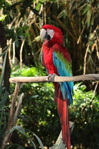 20180826-SAFARI-A-KETEWEL-BALI-234-408x612
